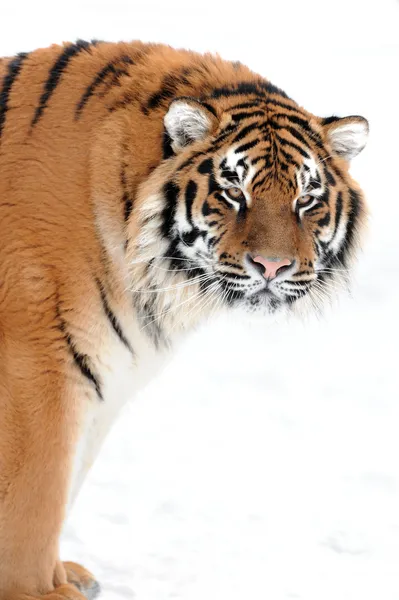 Тигр на белом фоне — стоковое фото