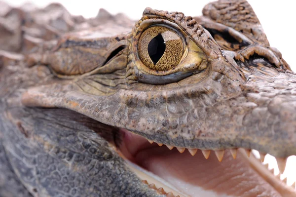 Nahaufnahme von Alligator auf dem weißen — Stockfoto