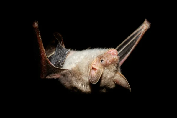 Bat on the dark wall — Stock Photo, Image