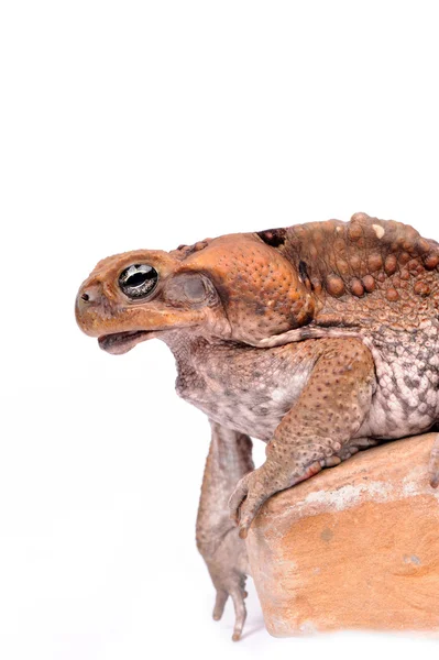 Baston kurbağa üzerinde beyaz izole — Stok fotoğraf