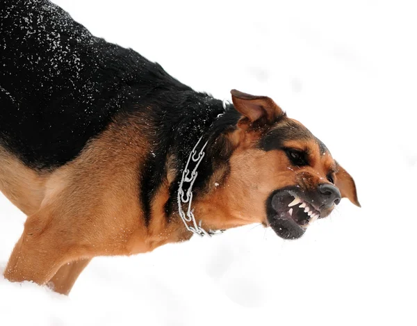 Angry dog with bared teeth — Stock Photo, Image