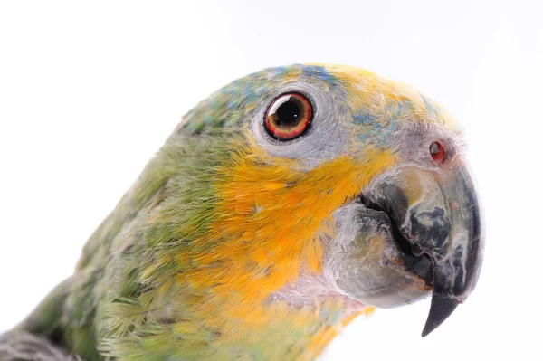 Портрет разноцветного попугая — стоковое фото