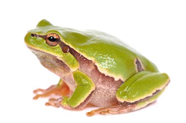Green tree frog isolated on white clipart