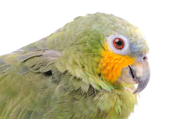 Papoušek izolovaných na bílém pozadí — Stock fotografie