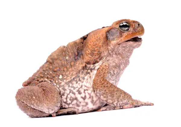 Nahaufnahme Rohrkröte isoliert auf weiß — Stockfoto