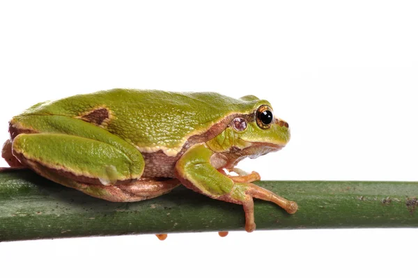 Zelená žába izolovaných na bílém pozadí — Stock fotografie