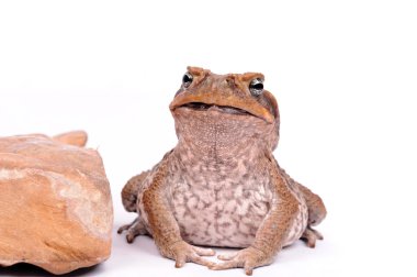 Closeup Cane Toad isolated on white clipart