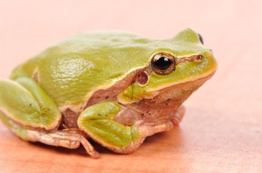 Closeup green tree frog