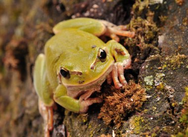 Closeup green tree frog clipart