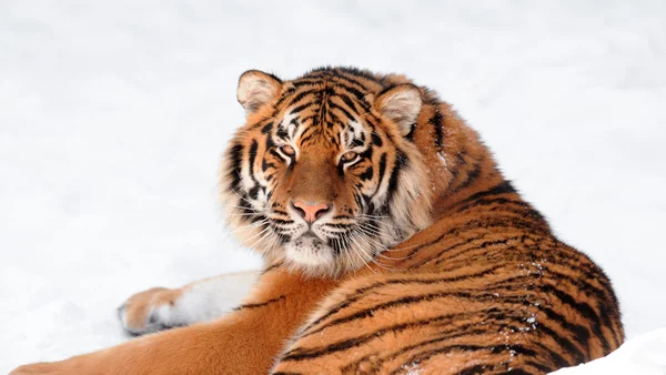 Тигр на білому тлі — стокове фото