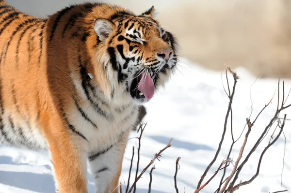 Tigre con colmillos desnudos — Foto de Stock