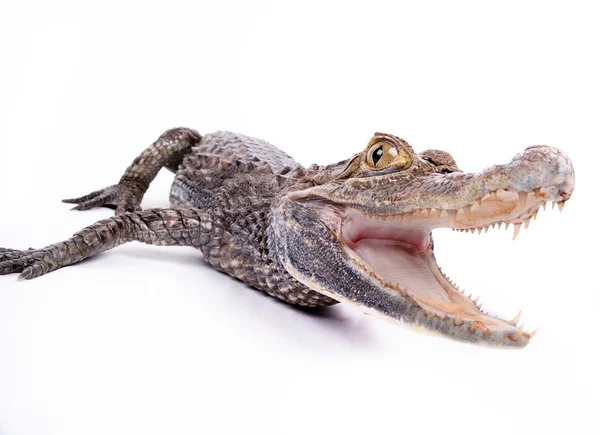 Alligator på den vita bakgrunden — Stockfoto