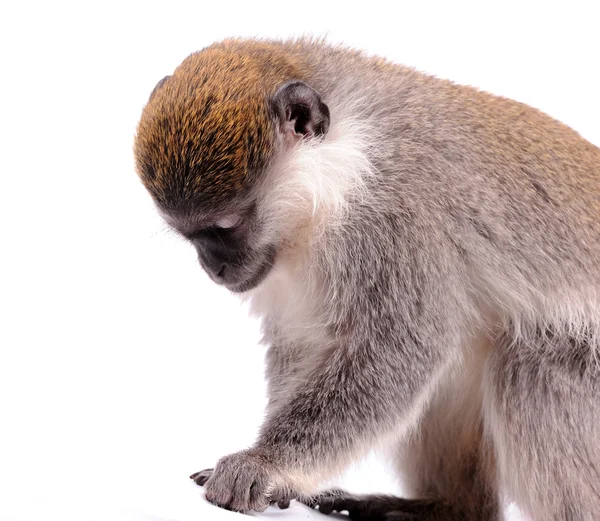 Vervet aap op de witte achtergrond — Stockfoto