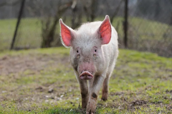 Schwein — Stockfoto