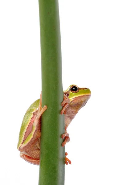 Green tree frog isolated on white — Stock Photo, Image