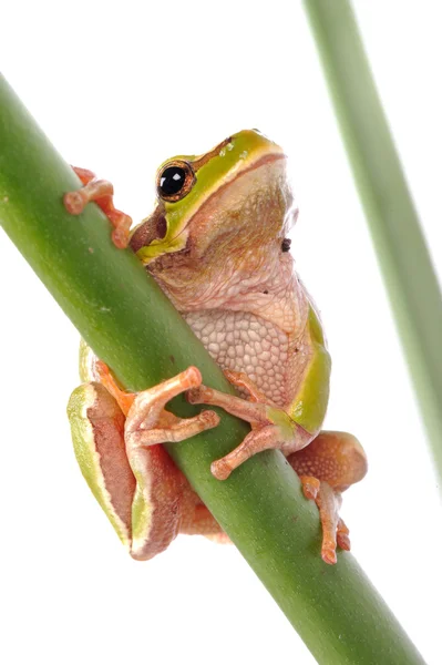 Зелена деревна жаба ізольована на білому — стокове фото