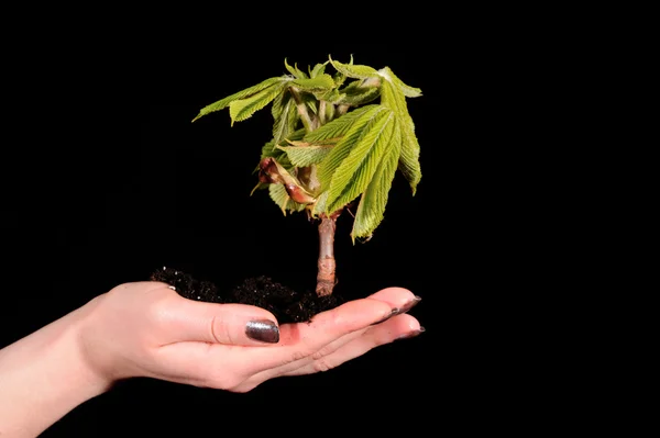 Növényi, elszigetelt fekete kéz — Stock Fotó