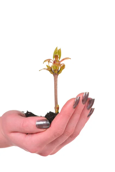 Mão com planta isolada em branco — Fotografia de Stock