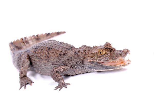 Alligator isolated on a white — Stock Photo, Image