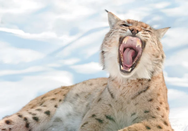 Lynx with bared fangs — Stock Photo, Image