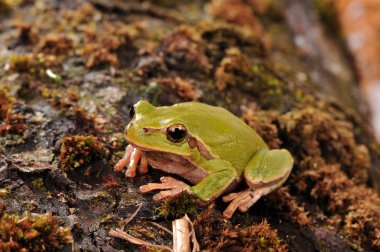 Closeup green tree frog