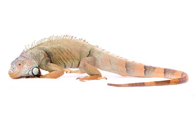 Iguana