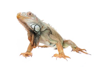 Iguana