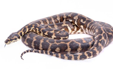 Boa cobstrictor clipart