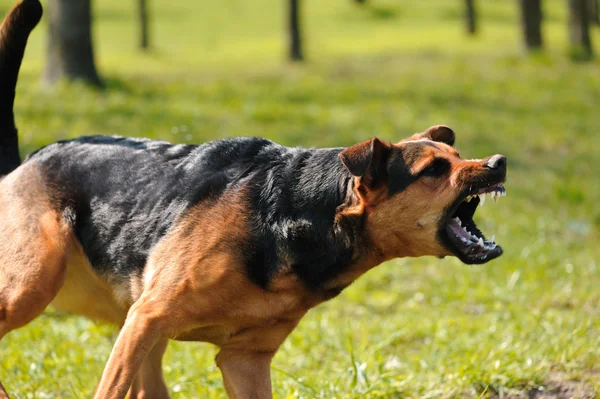 Cão irritado com dentes desnudados — Fotografia de Stock