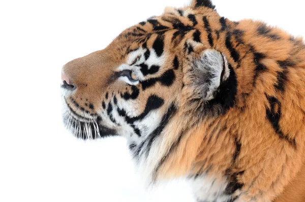 Tiger on the white background — Stock Photo, Image