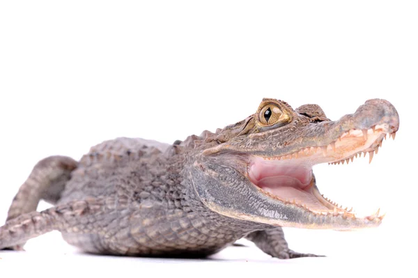 Close-up van alligator op de witte — Stockfoto