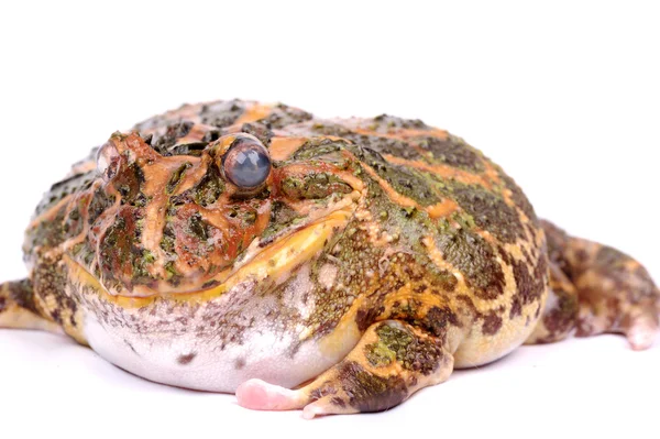 Closeup Cane Toad isolated on white background — Stock Photo, Image