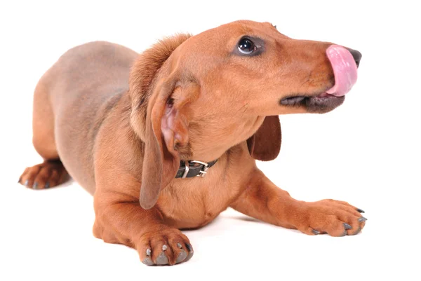 Retrato do cão dachshund em branco — Fotografia de Stock