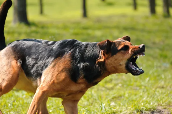 Θυμωμένος σκύλος με απογυμνωμένο δόντια Εικόνα Αρχείου