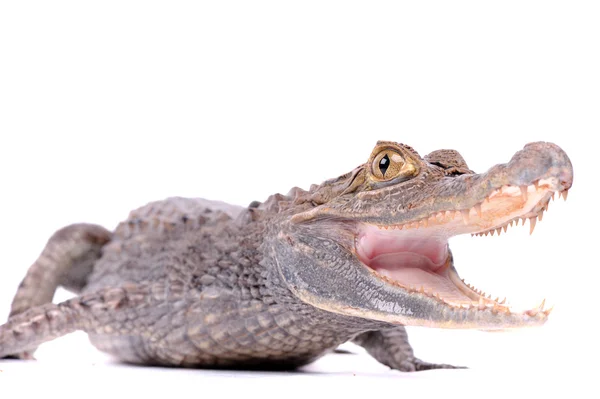 Alligator white background Stock Photos, Royalty Free Alligator white ...