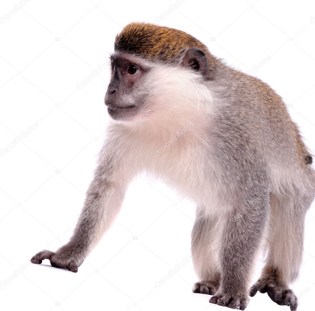 Vervet Monkey on the white background Stock Photo by ©art_man 3011870