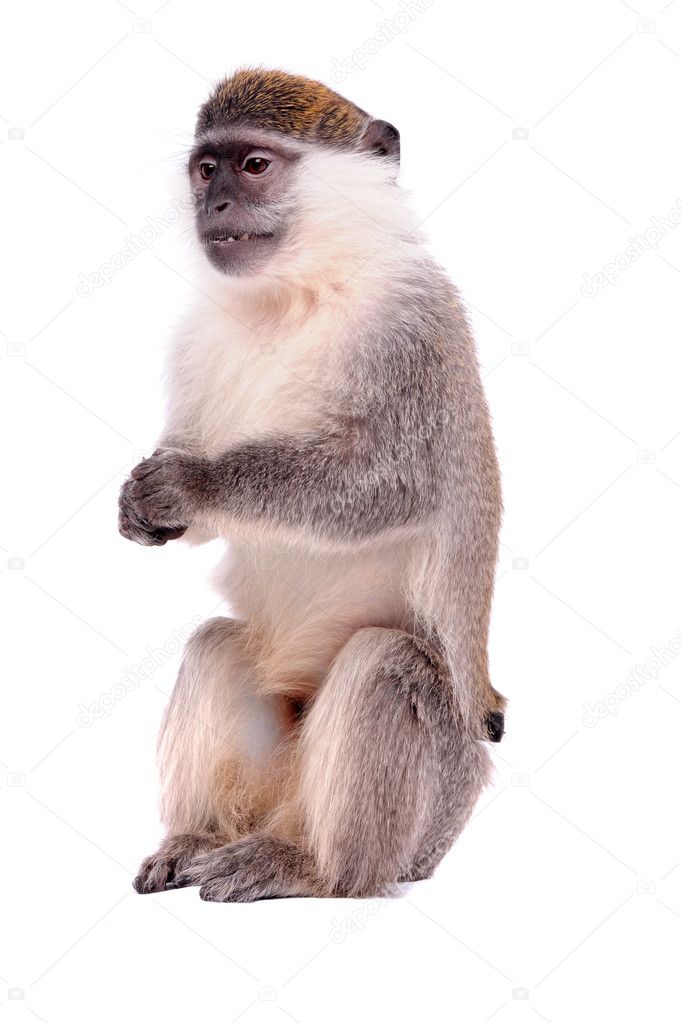 Vervet Monkey on the white background Stock Photo by ©art_man 3011880