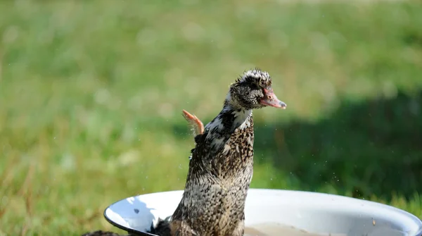 Pequeño pato — Foto de Stock