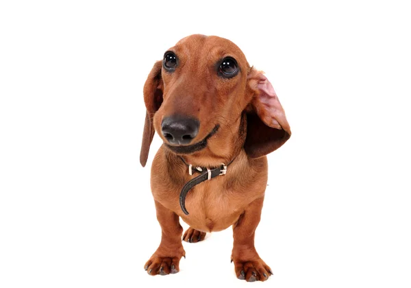 Retrato do cão dachshund — Fotografia de Stock