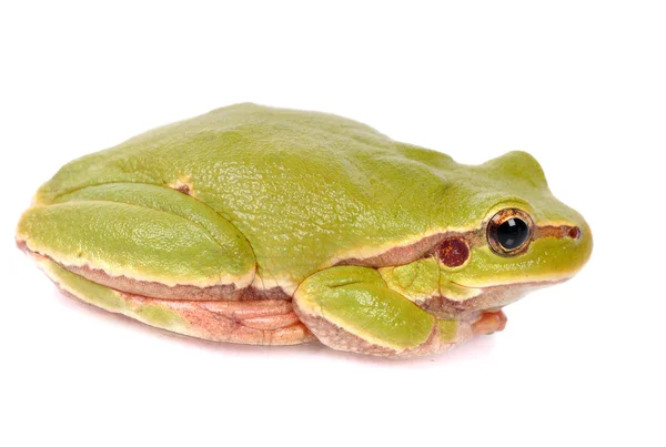 Зелена деревна жаба ізольована на білому — стокове фото