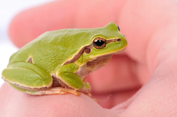 Green tree frog sitting on the finger — Stock Photo, Image