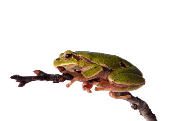 Closeup green tree frog on white — Stock Photo, Image