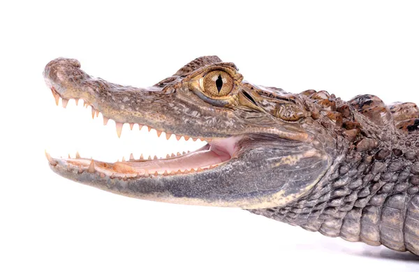 Alligator isolé sur un blanc — Photo