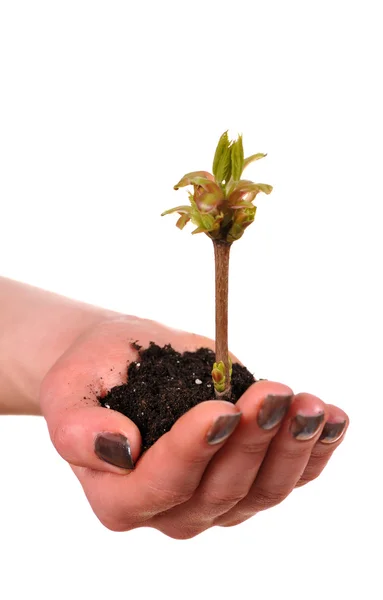 Hand mit Pflanze auf weißem Hintergrund — Stockfoto
