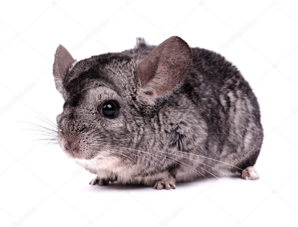 Chinchilla on the white background — Stock Photo © art_man #3047286