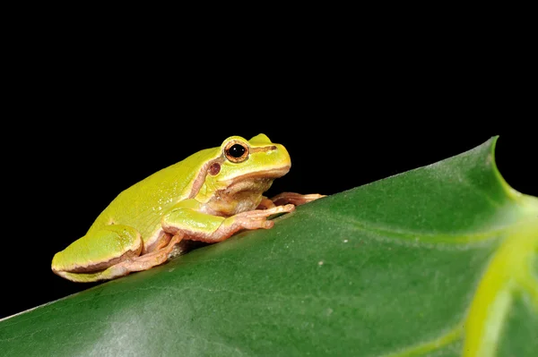 クローズ アップ グリーン ツリーのカエル — ストック写真