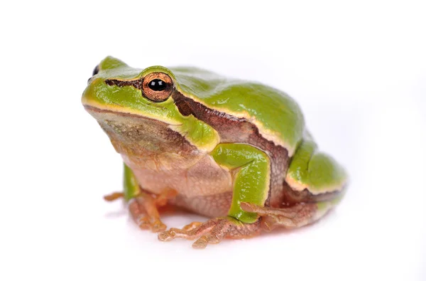 Крупним планом дерев'яна жаба ізольована на білому — стокове фото