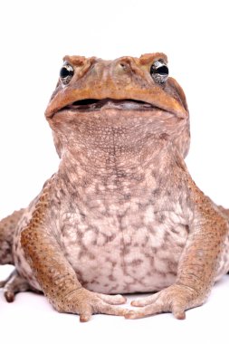 Cane Toad isolated on white background clipart