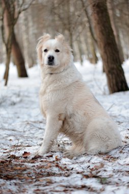 Köpeğin portresi.