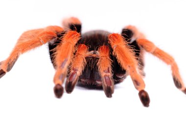 büyük örümcek tarantula